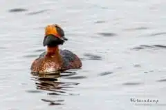 Foto ved Damhussøen