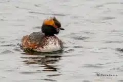 Foto ved Damhussøen