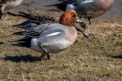 DSC8623 Fotograferet ved Vallensbæk og Ishøj strandenge