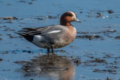 DSC8636 Fotograferet ved Vallensbæk og Ishøj strandenge