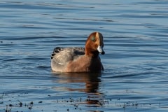 PHL9798 Fotograferet i Tueholm sø