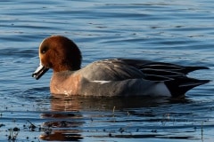 PHL9809 Fotograferet i Tueholm sø