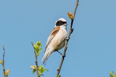 PH82039 Fotograferet i Utterslev mose