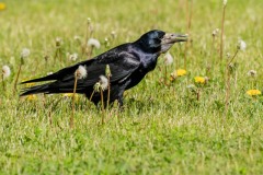 1_PH81511 Foto taget ved Sportsbyen, Holbæk