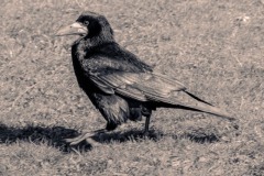 DSCN3558 Foto taget i Malmø, Sverige