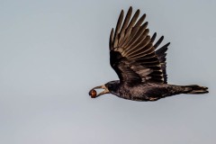 DSC_4023 Foto taget ved Vallensbæk og Ishøj strandenge
