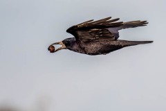DSC_4025 Foto taget ved Vallensbæk og Ishøj strandenge