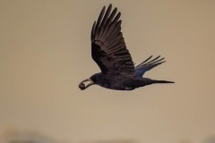 DSC_4027 Foto taget ved Vallensbæk og Ishøj strandenge