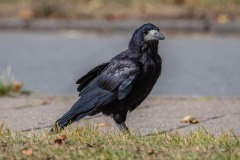 DSC_9202 Foto taget i Brøndby Strand
