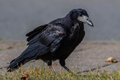 DSC_9204 Foto taget i Brøndby Strand