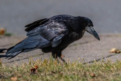 DSC_9212 Foto taget i Brøndby Strand