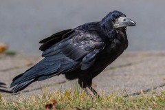 DSC_9214 Foto taget i Brøndby Strand