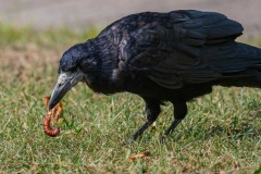 DSC_9247 Foto taget i Brøndby Strand