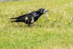 PH81510 Foto taget ved Sportsbyen, Holbæk
