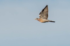 DSC_3490 Foto taget ved Præstesø