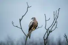 PH80566 Fotograferet i Sverige