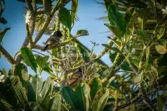 Rødgumpet bulbul