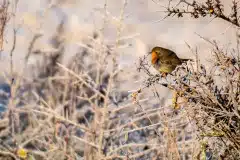 Fotograferet ved Hornborgasjön, Sverige