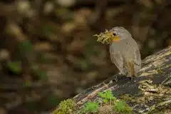 Fotograferet i Dyrehaven