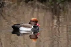 Fotograferet ved Gentofte sø