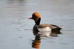 Fotograferet ved Gentofte sø