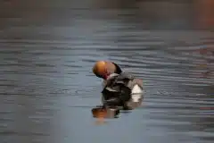 Fotograferet ved Gentofte sø