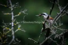 Rødrygge Tornskade