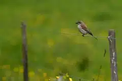 Fotograferet i Ganløse Ore