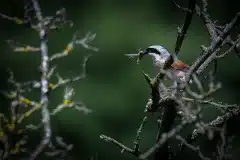 Fotograferet i Polen