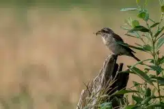 PHL5196 Fotograferet på Rømø