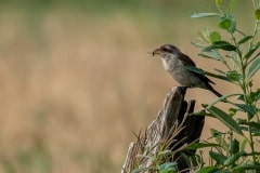 PHL5196 Fotograferet på Rømø