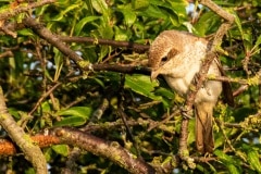 PHL7925 Fotograferet ved Nivå strandenge