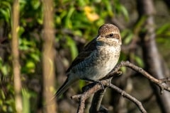 PHL8514 Fotograferet ved Nivå strandenge