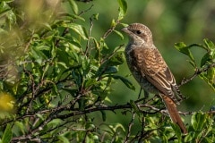 PHL8526 Fotograferet ved Nivå strandenge