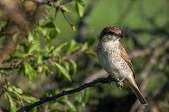 PHL8529 Fotograferet ved Nivå strandenge