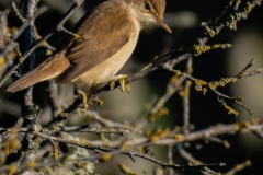 PHL8481 Fotograferet ved Nivå fugletårn