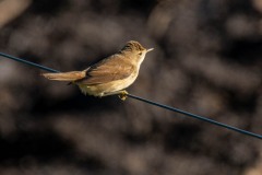 PHL8485 Fotograferet ved Nivå fugletårn