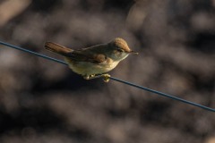 PHL8487 Fotograferet ved Nivå fugletårn