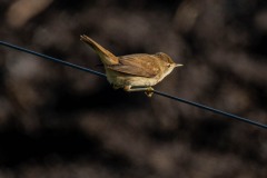 PHL8488 Fotograferet ved Nivå fugletårn
