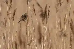 DSC_5460 Fotograferet ved Arresø