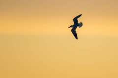 PH82581 Fotograferet ved Skenkelsø