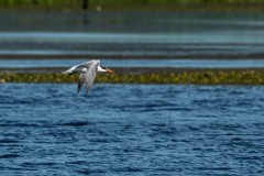 PH83385 Fotograferet ved Skenkelsø