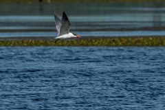 PH83386 Fotograferet ved Skenkelsø