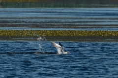 PH83534 Fotograferet ved Skenkelsø