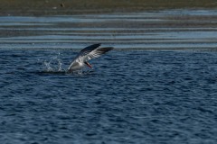 PH83657 Fotograferet ved Skenkelsø