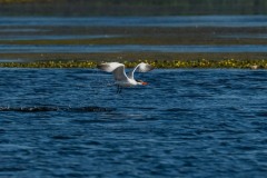 PH83805 Fotograferet ved Skenkelsø