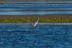 PH83830 Fotograferet ved Skenkelsø