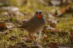 Fotograferet i Vargön, Sverige