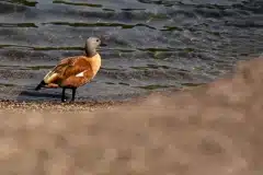 Fotograferet ved Stenbrud i Sverige