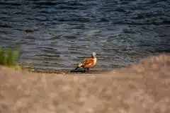 Fotograferet ved Stenbrud i Sverige
